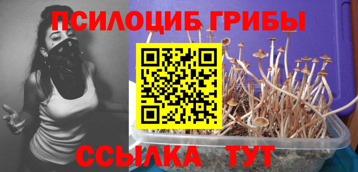Псилоцибиновые грибы Psilocybe Когалым